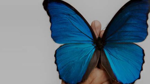 Butterfly Pathway - Events