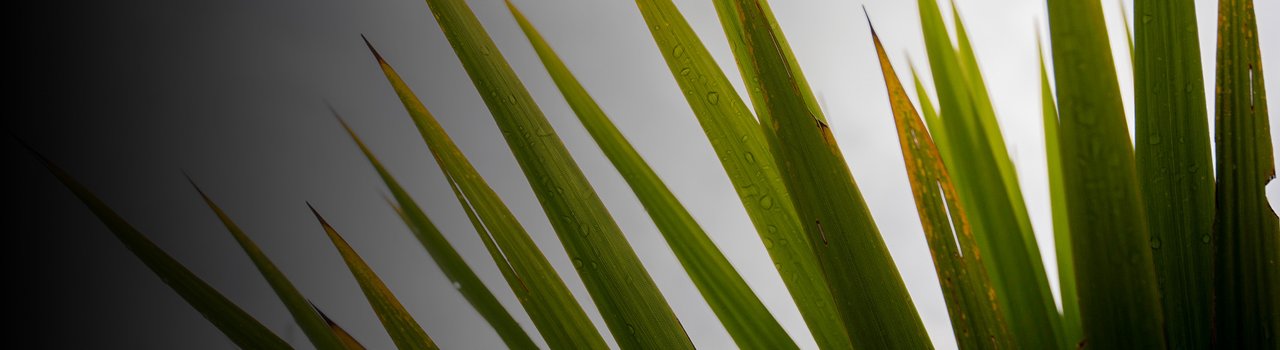 climate_banner_action-iwihapu