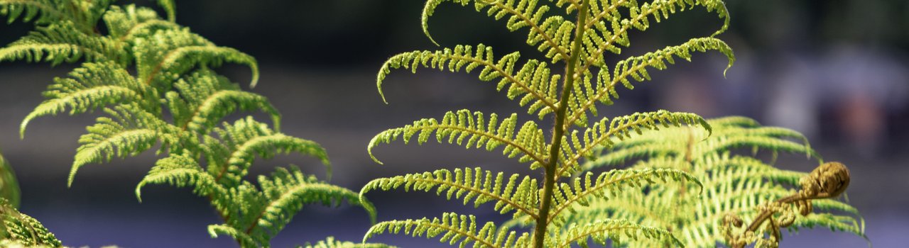 duskfall-crew--0G3ZJ3Gr5s-unsplash