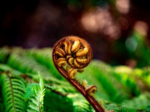 Te Tiriti O Waitangi Module