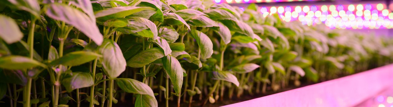 Food-Security_Banner-Image