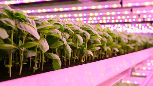 Food-Security_Banner-Image