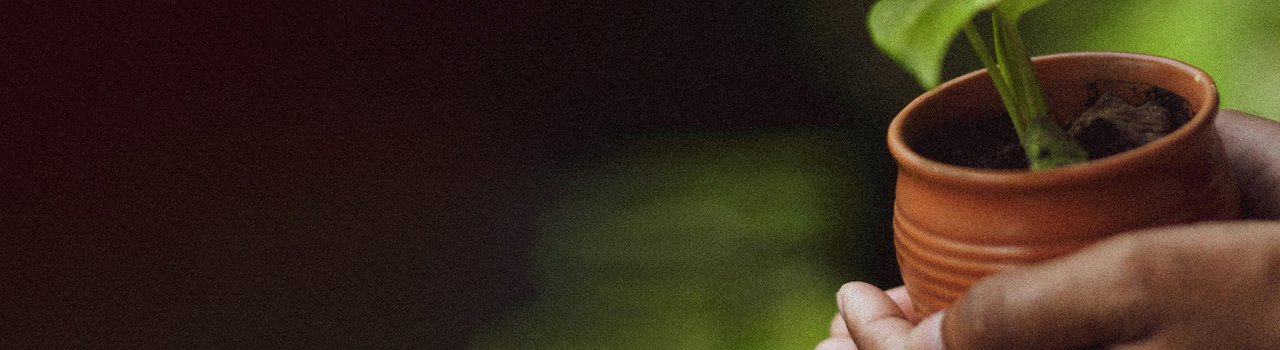 FrancisSmall_WebBanner