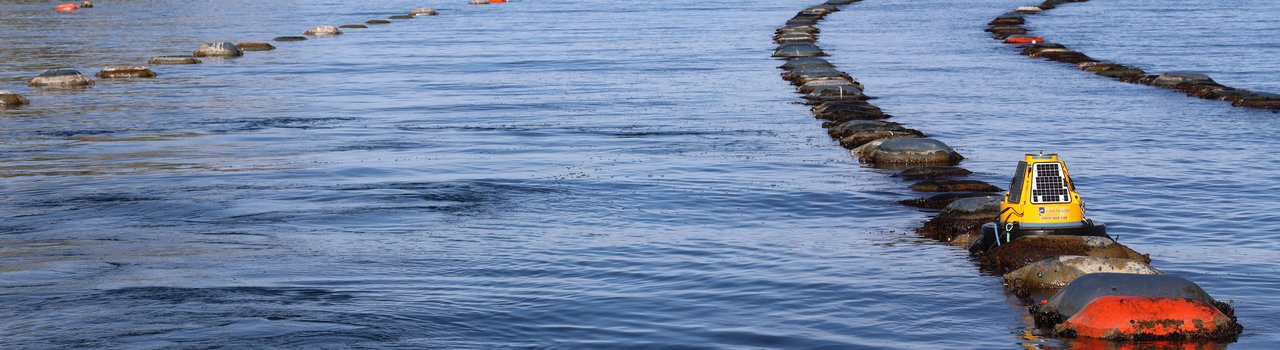 Green growth in a blue setting