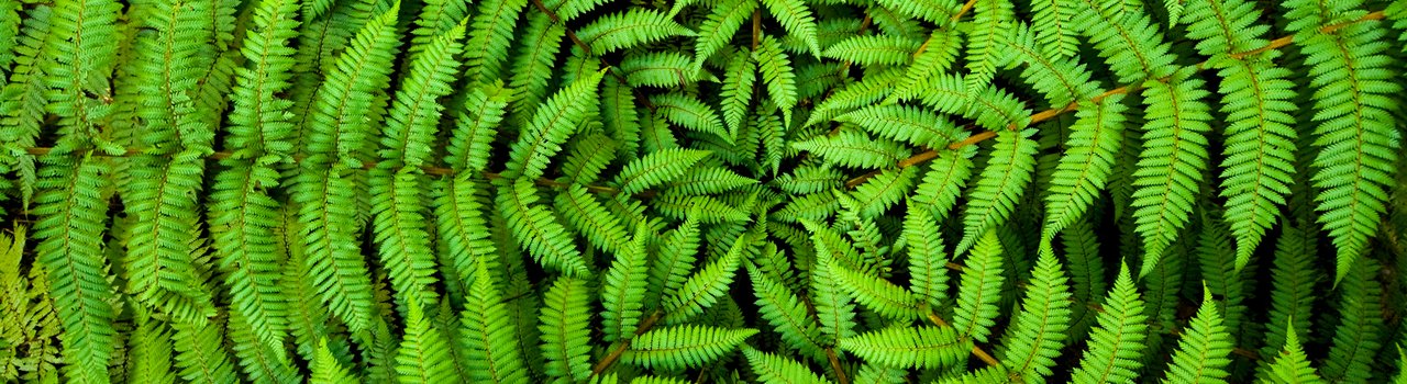 KimihiaRangahaua_LandingPage_Banner