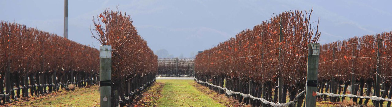 Nelson-Marlborough branch