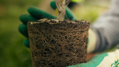 SustainabilitySociety_WebBanner