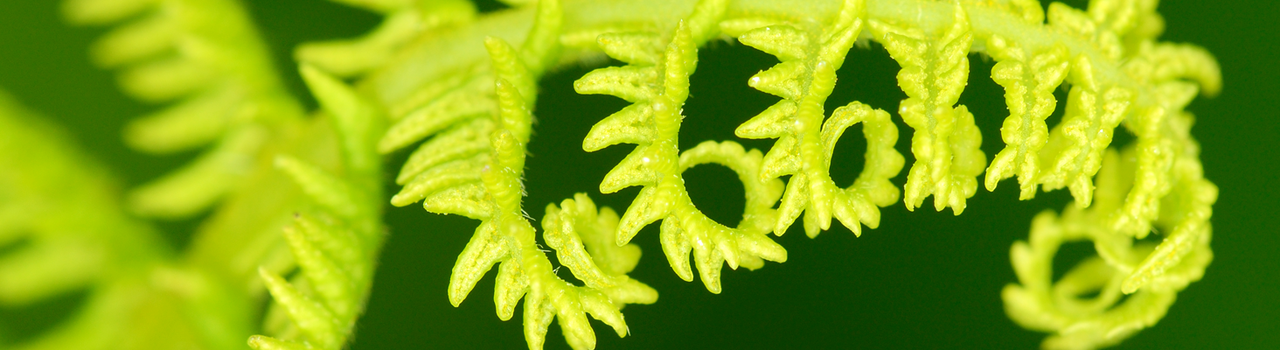 KimihiaRangahaua_banner_TeReo