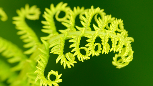 KimihiaRangahaua_tile_TeReo